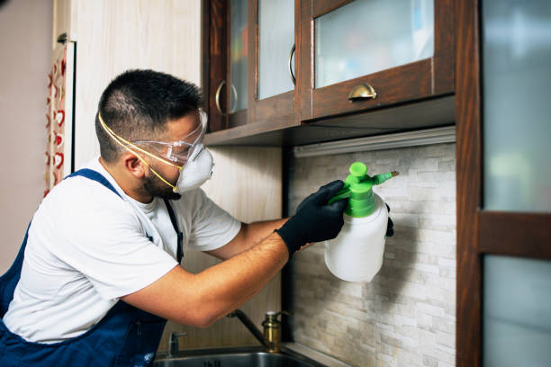 Best Flea Control Services  in Benson, MN