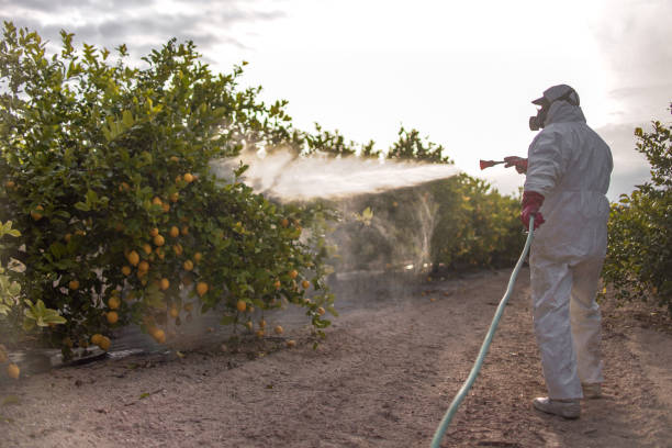 Best Termite Control Services  in Benson, MN