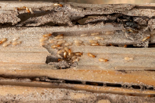 Best Cockroach Control Services  in Benson, MN